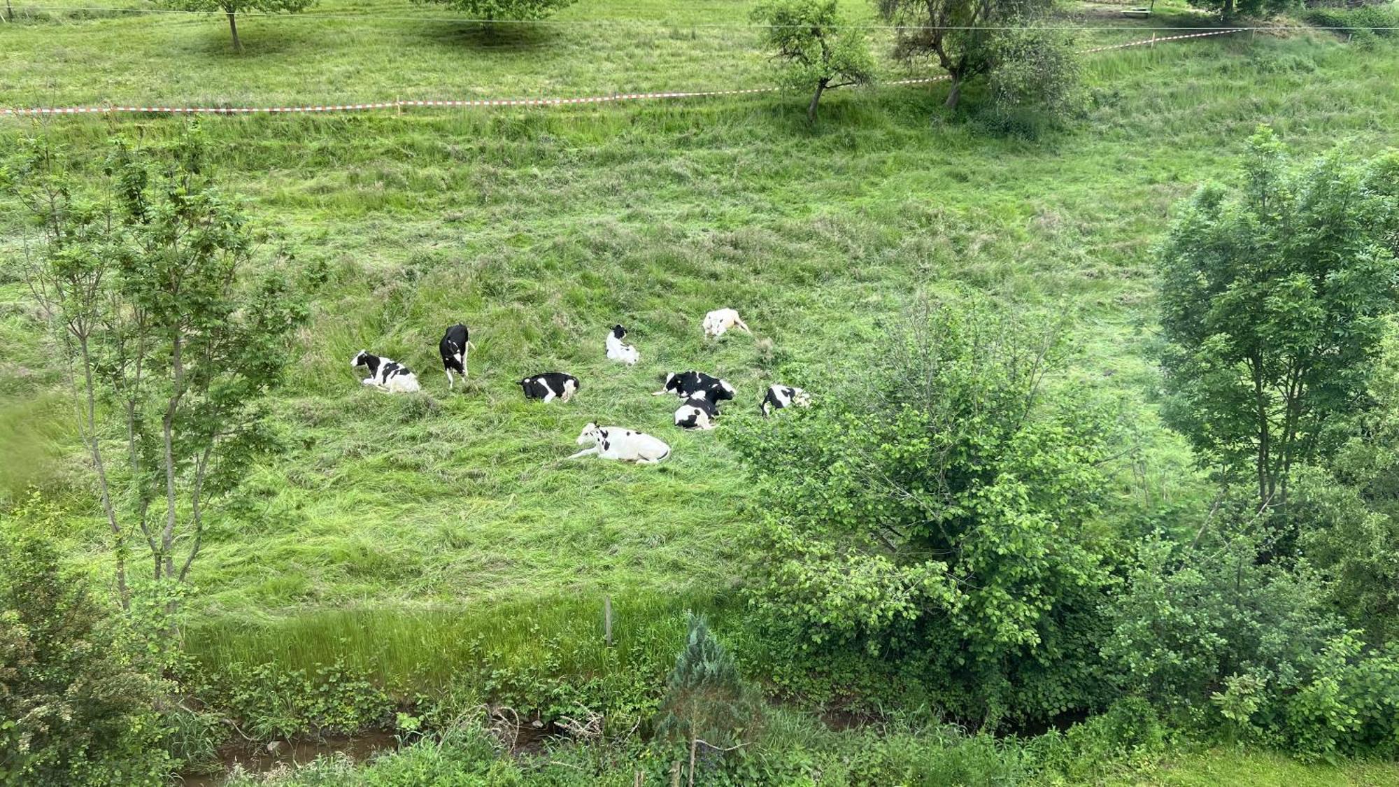 Traumhaftes Uebernachten Im Gruenen Freiamt ภายนอก รูปภาพ